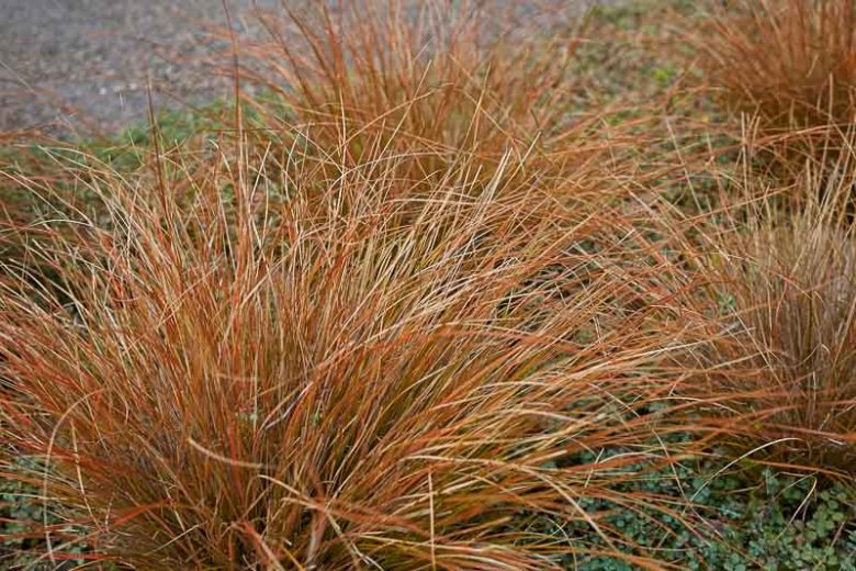 Carex buchananii, Leatherleaf Sedge, Carex 'Buchanni', Ornamental grasses, Ornamental grass, Decorative grasses, grasses, perennial grasses