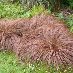 Carex Comans Bronze-Leaved, Bronze New Zealand Hair Sedge, Carex comans 'Bronze Form', Carex comans Brown, Carex flagellifera 'Bronze Form', Carex 'Comans Bronze', Ornamental grasses, Ornamental grass, Decorative grasses, grasses, perennial grasses