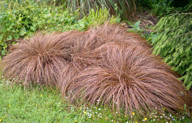 Carex Comans Bronze-Leaved, Bronze New Zealand Hair Sedge, Carex comans 'Bronze Form', Carex comans Brown, Carex flagellifera 'Bronze Form', Carex 'Comans Bronze', Ornamental grasses, Ornamental grass, Decorative grasses, grasses, perennial grasses