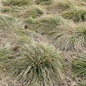 Carex Comans 'Frosted Curls', New Zealand Hair Sedge 'Frosted Curls', New Zealand Sedge 'Frosted Curls', Ornamental grasses, Ornamental grass, Decorative grasses, grasses, perennial grasses