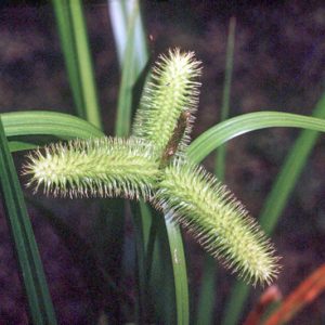Carex comosa, Bristly Sedge, Longhair Sedge, Bottlebrush Sedge, Ornamental grasses, Ornamental grass, Decorative grasses, grasses, perennial grasses