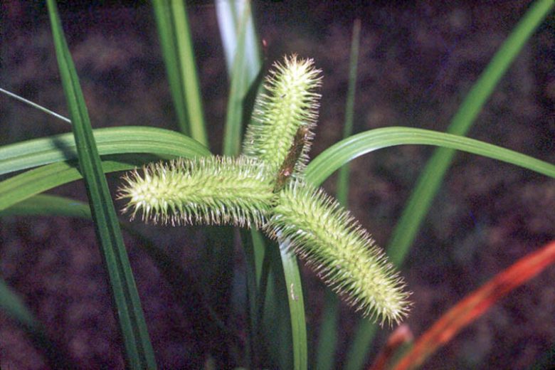 Carex comosa, Bristly Sedge, Longhair Sedge, Bottlebrush Sedge, Ornamental grasses, Ornamental grass, Decorative grasses, grasses, perennial grasses