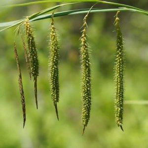 Carex crinita, Fringed Sedge, Ornamental grasses, Ornamental grass, Decorative grasses, grasses, perennial grasses
