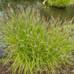 Carex Elata 'Aurea', Bowles' Golden Sedge, Carex Stricta 'Aurea', Carex Elata 'Bowles' Golden', Carex Acuta 'Aurea', Carex Flava 'Aurea', Japanese Sedge Grass, Variegated Tufted Sedge, Ornamental grasses, Ornamental grass, Decorative grasses, grasses, per