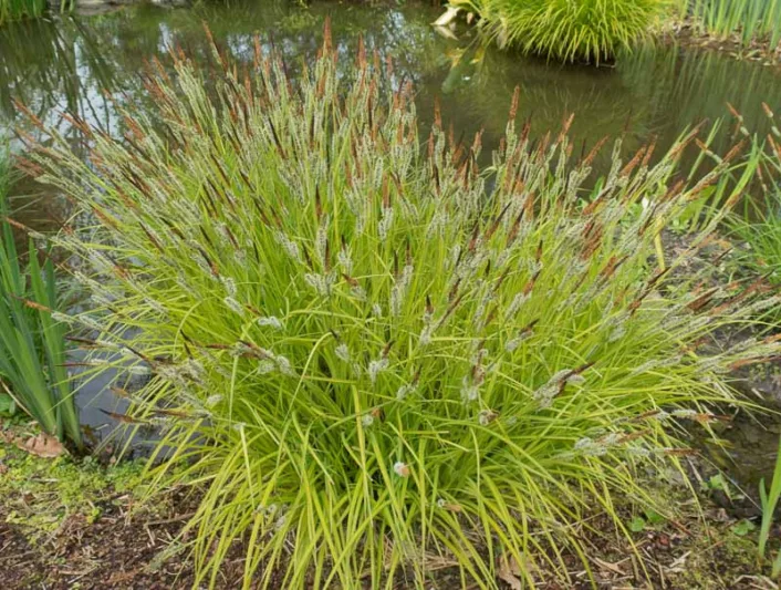Carex Elata 'Aurea', Bowles' Golden Sedge, Carex Stricta 'Aurea', Carex Elata 'Bowles' Golden', Carex Acuta 'Aurea', Carex Flava 'Aurea', Japanese Sedge Grass, Variegated Tufted Sedge, Ornamental grasses, Ornamental grass, Decorative grasses, grasses, per