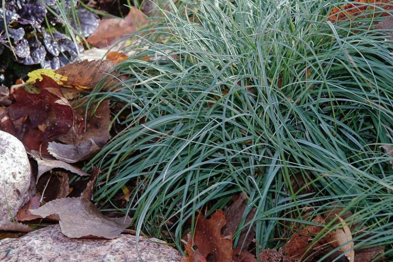 Carex flacca 'Blue Zinger', Blue Sedge 'Blue Zinger', Glaucous Sedge 'Blue Zinger', Carnation Grass 'Blue Zinger', Ornamental grasses, Blue Grass, Carex glauca