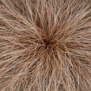 Carex Flagellifera, Weeping Brown Sedge, Mophead Sedge, Glen Murray Tussock Sedge, Carex Flagellaris 'Cyperacea', Orange Hair Sedge, Carex Lucida, Ornamental grasses, Ornamental grass, Decorative grasses, grasses, perennial grasses
