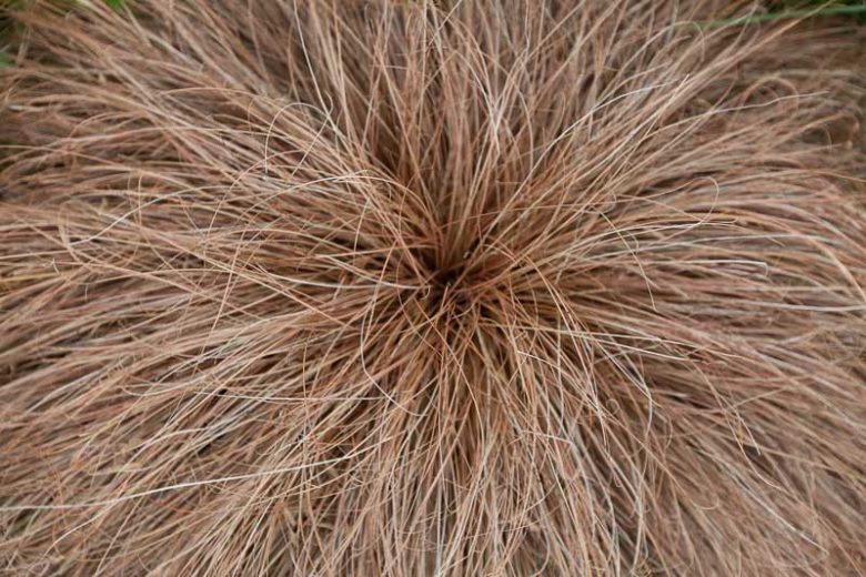 Carex Flagellifera, Weeping Brown Sedge, Mophead Sedge, Glen Murray Tussock Sedge, Carex Flagellaris 'Cyperacea', Orange Hair Sedge, Carex Lucida, Ornamental grasses, Ornamental grass, Decorative grasses, grasses, perennial grasses