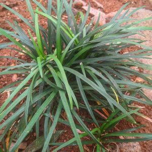 Carex laxiculmis, Spreading Sedge, Creeping Sedge, Ornamental grasses, Blue Grass