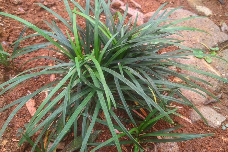 Carex laxiculmis, Spreading Sedge, Creeping Sedge, Ornamental grasses, Blue Grass