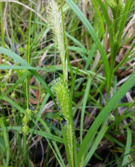 Carex lupulina, Hop Sedge, Ornamental grasses, Ornamental grass, Decorative grasses, grasses, perennial grasses