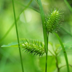 Carex lurida, Shallow Sedge, Sallow Sedge, Lurid Sedge, Ornamental grasses, Ornamental grass, Decorative grasses, grasses, perennial grasses