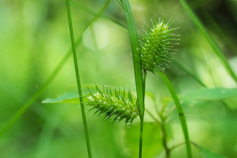 Carex lurida, Shallow Sedge, Sallow Sedge, Lurid Sedge, Ornamental grasses, Ornamental grass, Decorative grasses, grasses, perennial grasses