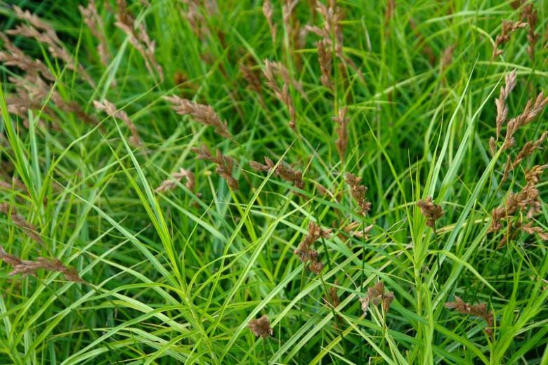 Carex muskingumensis, Muskingum Sedge, Palm Sedge, Ornamental grasses, Ornamental grass, Decorative grasses, grasses, perennial grasses