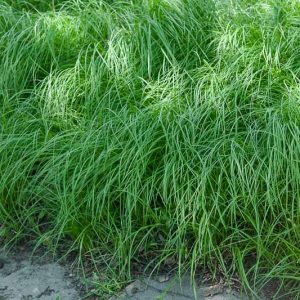 Carex pensylvanica, Pennsylvania Sedge, Carex marginata, Carex stolonifera, Ornamental grasses, Ornamental grass, Decorative grasses, grasses, perennial grasses