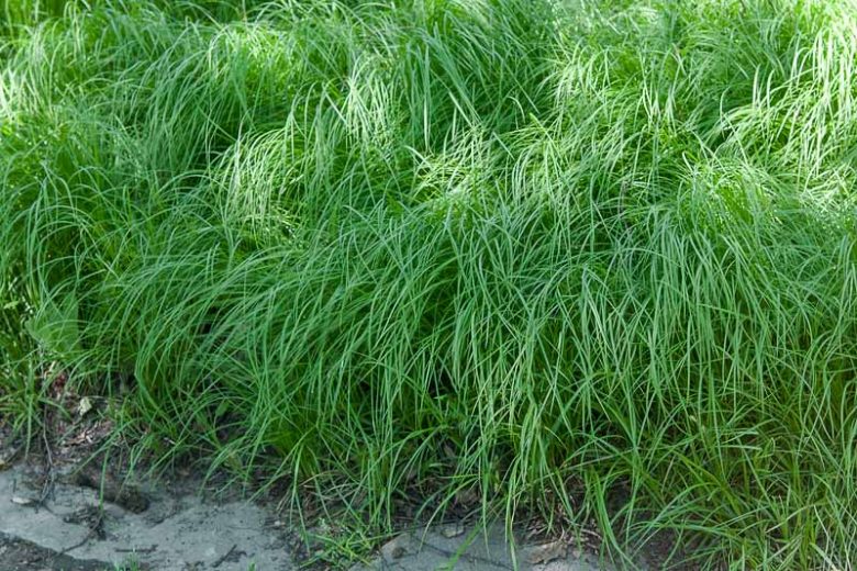 Carex pensylvanica, Pennsylvania Sedge, Carex marginata, Carex stolonifera, Ornamental grasses, Ornamental grass, Decorative grasses, grasses, perennial grasses