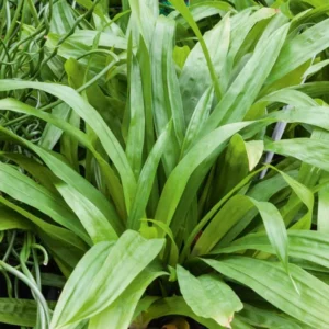 Carex plantaginea, Plantainleaf Sedge, Plantain-leaf Sedge, Seersucker Sedge, Carex Plantain, Ornamental grass, Decorative grasses, grasses, perennial grasses