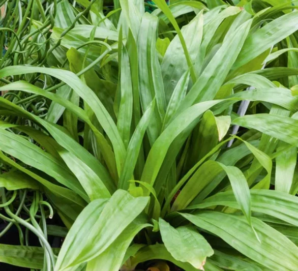 Carex plantaginea, Plantainleaf Sedge, Plantain-leaf Sedge, Seersucker Sedge, Carex Plantain, Ornamental grass, Decorative grasses, grasses, perennial grasses