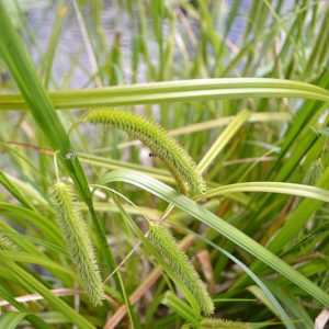 Carex pseudocyperus, Cypress-like Sedge, Cypresslike Sedge, Sedge Hop, Gray Sedge, Ornamental grasses, Ornamental grass, Decorative grasses, grasses, perennial grasses