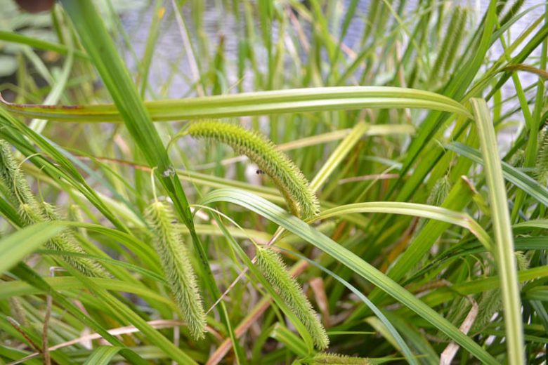 Carex pseudocyperus, Cypress-like Sedge, Cypresslike Sedge, Sedge Hop, Gray Sedge, Ornamental grasses, Ornamental grass, Decorative grasses, grasses, perennial grasses