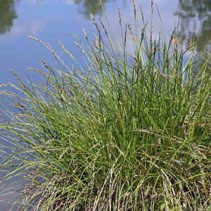 Carex stricta, Upright Sedge, Uptight Sedge, Tussock Sedge, Carex stricta var. strictior, Carex strictior