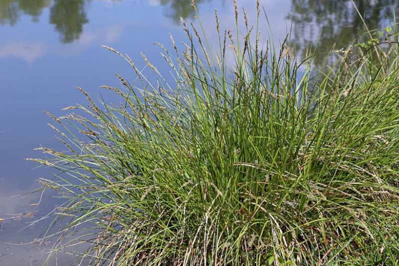 Carex stricta, Upright Sedge, Uptight Sedge, Tussock Sedge, Carex stricta var. strictior, Carex strictior