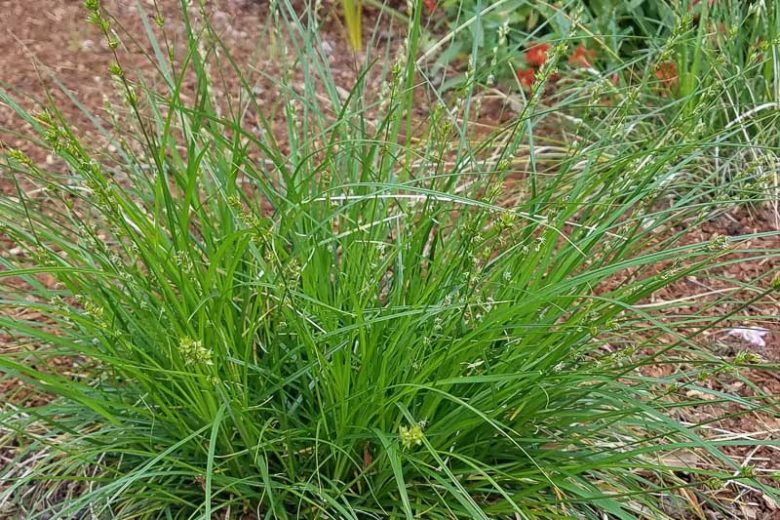 Carex tumulicola, Berkeley Sedge, Foothill Sedge, Slender Sedge, Split Awn Sedge, Splitawn Sedge, Ornamental grasses, California Native Grasses