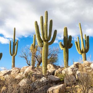 Carnegiea gigantea, Saguaro, Monument of the desert, Sage of the Desert, Giant Cactus, Cereus giganteus, Pilocereus giganteus, Columnar Cactus, Columnar Succulent
