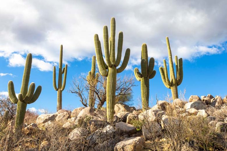 Carnegiea gigantea, Saguaro, Monument of the desert, Sage of the Desert, Giant Cactus, Cereus giganteus, Pilocereus giganteus, Columnar Cactus, Columnar Succulent