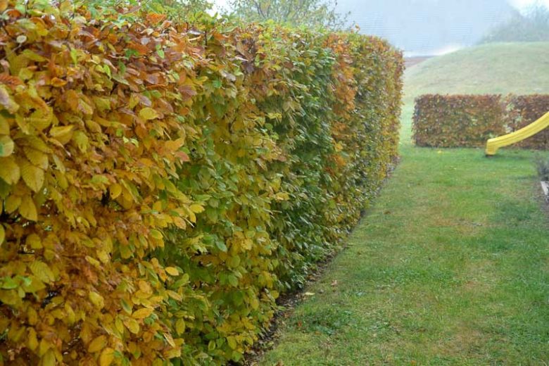 Carpinus betulus, European Hornbeam, Common Hornbeam, Charmille, Horn Beech, Horse Beech, Hurst Beech, White Beech, Yoke Elm, Carpinus caucasia, Carpinus vulgaris, Hedges