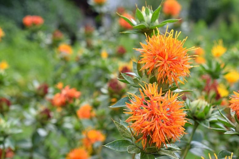 Carthamus tinctorius, False Saffron, Safflower, American Saffron, Dyer's Saffron, Fake Saffron, Saffron Thistle, Bastard Saffron, Rouge Plant, Safflower Oil Plant, Yellow Flowers