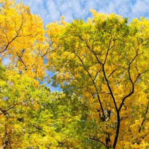 Carya cordiformis, Bitternut Hickory, Swamp Hickory, Bitternut, Pig Hickory, Pignut Hickory, Pignut, White Hickory, Red Hickory, Bitter Walnut, Bitter Pecan, Deciduous Tree, Fall Color, Fruit Tree