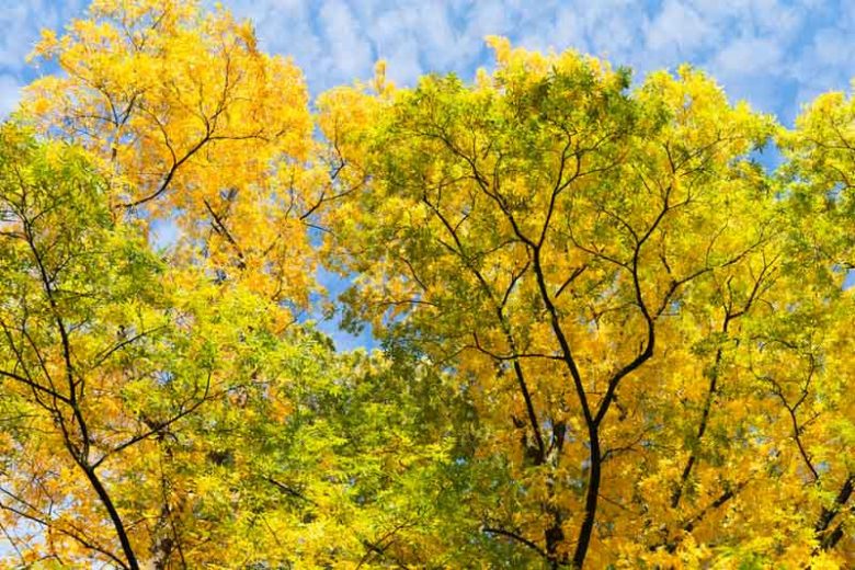 Carya cordiformis, Bitternut Hickory, Swamp Hickory, Bitternut, Pig Hickory, Pignut Hickory, Pignut, White Hickory, Red Hickory, Bitter Walnut, Bitter Pecan, Deciduous Tree, Fall Color, Fruit Tree