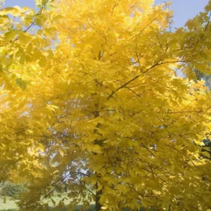 Carya glabra, Pignut Hickory, Sweet Pignut Hickory, Coast Pignut Hickory, Pignut, Sweet Pignut, Smoothbark Hickory, Broom Hickory, Red Hickory, Swamp Hickory, Switch Hickory, Switchbud Hickory, Deciduous Tree, Fall Color, Fruit Tree