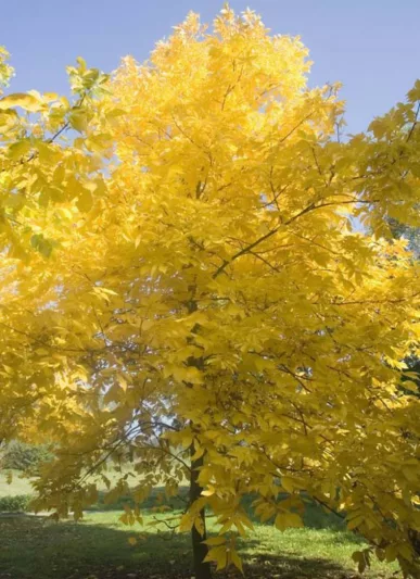 Carya glabra, Pignut Hickory, Sweet Pignut Hickory, Coast Pignut Hickory, Pignut, Sweet Pignut, Smoothbark Hickory, Broom Hickory, Red Hickory, Swamp Hickory, Switch Hickory, Switchbud Hickory, Deciduous Tree, Fall Color, Fruit Tree