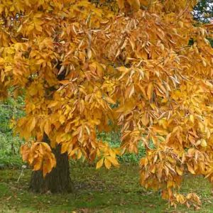 Carya ovata, Shagbark Hickory, Shell-Bark Hickory, Little Shell-Bark Hickory, Shellbark Hickory, Deciduous Tree, Fall Color, Fruit Tree