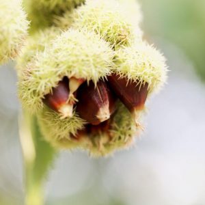 Castanea pumila, Allegheny Chinquapin, Chinkapin, American Chinquapin, Dwarf Chestnut, White Flowers, Chestnut