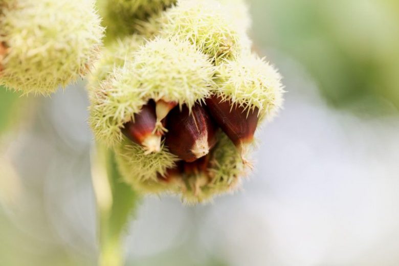 Castanea pumila, Allegheny Chinquapin, Chinkapin, American Chinquapin, Dwarf Chestnut, White Flowers, Chestnut