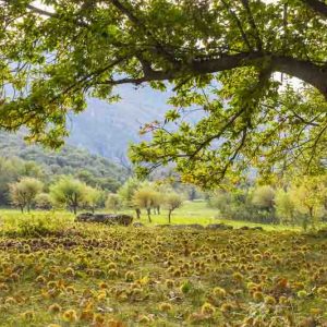 Castanea sativa, European Chestnut, Sweet Chestnut, Spanish Chestnut, Common Chestnut, Eurasian Chestnut, Sardian Nut , White Flowers, Chestnut