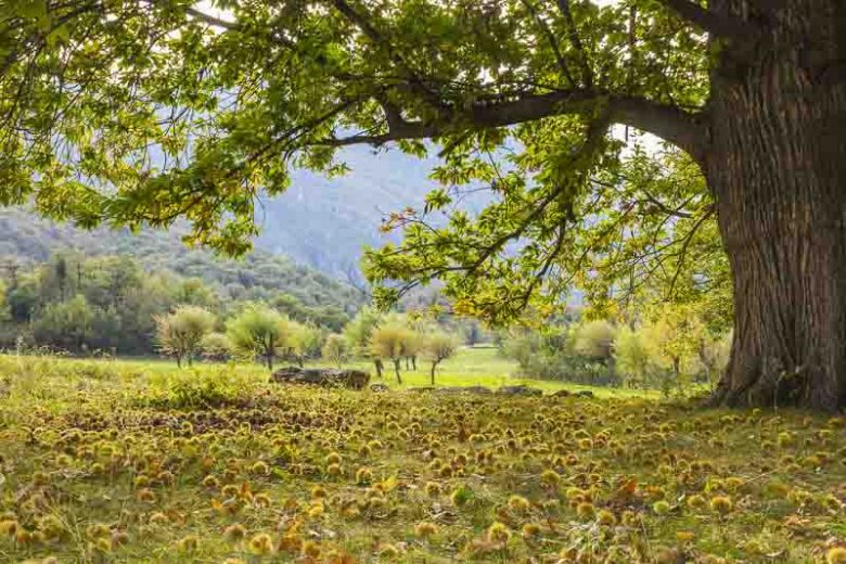 Castanea sativa, European Chestnut, Sweet Chestnut, Spanish Chestnut, Common Chestnut, Eurasian Chestnut, Sardian Nut , White Flowers, Chestnut