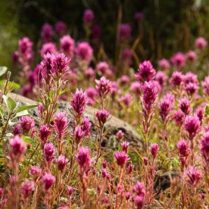 Castilleja exserta, Purple Owl's Clover, Owl's Clover, Exserted Indian Paintbrush, Escobita, California Native Plant, California Native Annuals