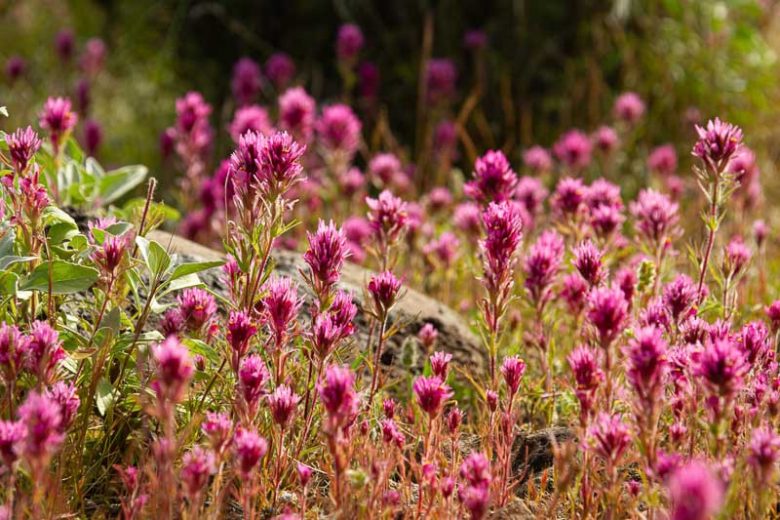 Castilleja exserta, Purple Owl's Clover, Owl's Clover, Exserted Indian Paintbrush, Escobita, California Native Plant, California Native Annuals