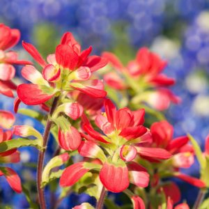 Castilleja indivisa, Texas Indian Paintbrush, Entireleaf Indian Paintbrush, Texas Paintbrush, Indian Paintbrush, Scarlet Paintbrush