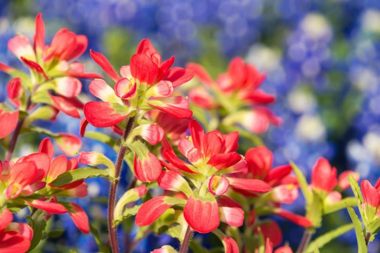 Castilleja indivisa, Texas Indian Paintbrush, Entireleaf Indian Paintbrush, Texas Paintbrush, Indian Paintbrush, Scarlet Paintbrush