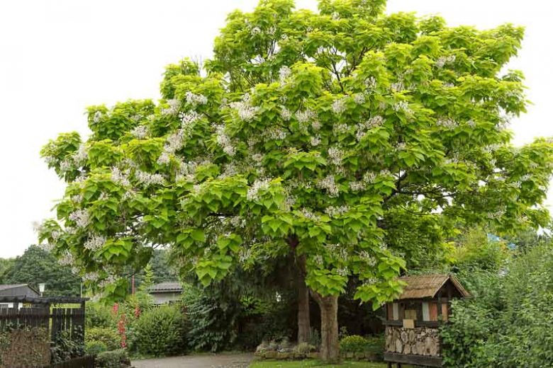 Catalpa bignonioides, Catawba, Southern Catalpa, Indian Cigar, Eastern Catalpa, Smoking Bean, Indian Bean Tree, Catalpa catalpa, Catalpa syringaefolia
