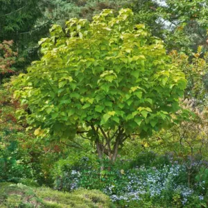 Catalpa bignonioides 'Aurea', Catawba 'Aurea', Southern Catalpa 'Aurea', Indian Cigar 'Aurea', Eastern Catalpa 'Aurea', Smoking Bean 'Aurea', Indian Bean Tree 'Aurea', Golden Catalpa