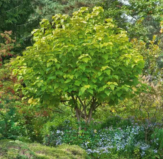 Catalpa bignonioides 'Aurea', Catawba 'Aurea', Southern Catalpa 'Aurea', Indian Cigar 'Aurea', Eastern Catalpa 'Aurea', Smoking Bean 'Aurea', Indian Bean Tree 'Aurea', Golden Catalpa