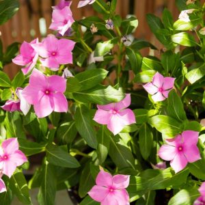 Vinca minor, Lesser Periwinkle, Dwarf Periwinkle, Creeping Myrtle, Evergreen Perennial, Evergreen Ground Cover, Evergreen Groundcover, Blue Flowers, Lavender Flowers