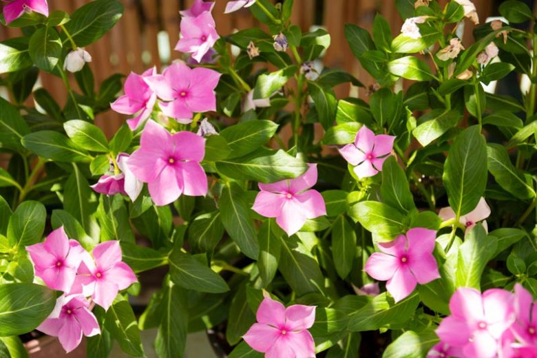 Vinca minor, Lesser Periwinkle, Dwarf Periwinkle, Creeping Myrtle, Evergreen Perennial, Evergreen Ground Cover, Evergreen Groundcover, Blue Flowers, Lavender Flowers