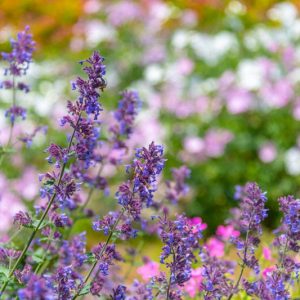 catmint, Nepeta grandiflora, Giant Catmint, Caucasus Catmint, Nepeta × faassenii, Garden Catmint, Nepeta racemosa, Dwarf Catmint